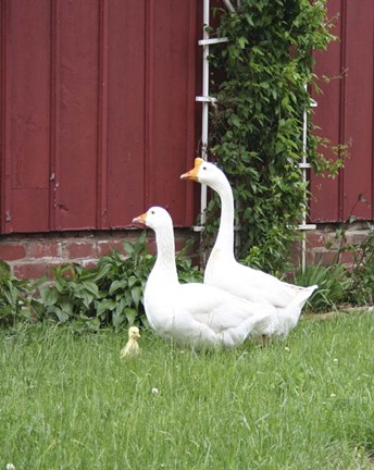 Framed Geese Family Print
