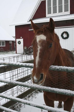Framed Horse in Winter Print