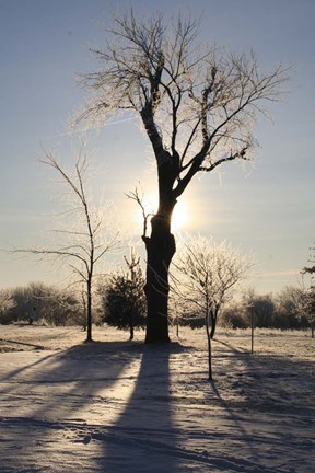 Framed Winter Sun Behind Old Tree Print
