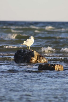 Framed Lone Bird Print