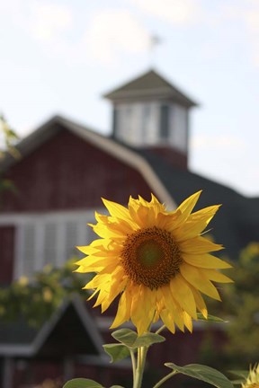 Framed Sunflower Print