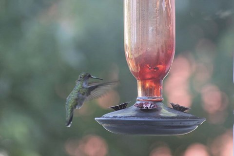 Framed Hummingbird 1 Print