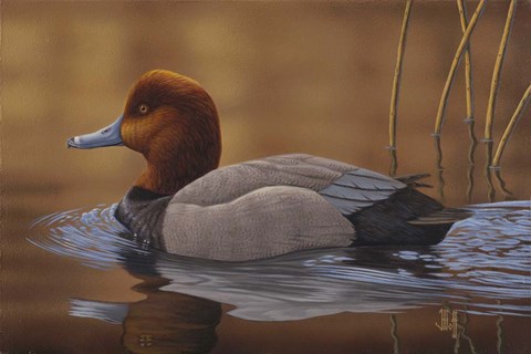 Framed Redhead Duck Print