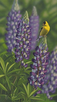 Framed Goldfinch Lupine Print