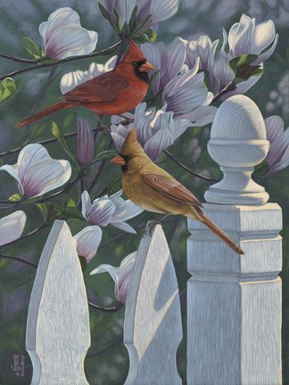 Framed Cardinals Magnolias Print