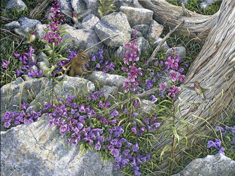 Framed Calliope Hummingbirds Print