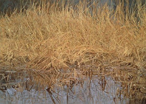 Framed Common Snipe Print