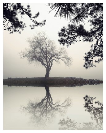 Framed Winter Willow Print