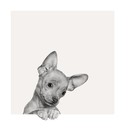 Framed Sweet Chihuahua Print