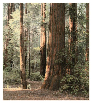Framed Redwoods 2 Print