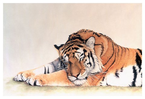 Framed Sleeping Tiger Print