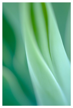 Framed Agave 3 Print