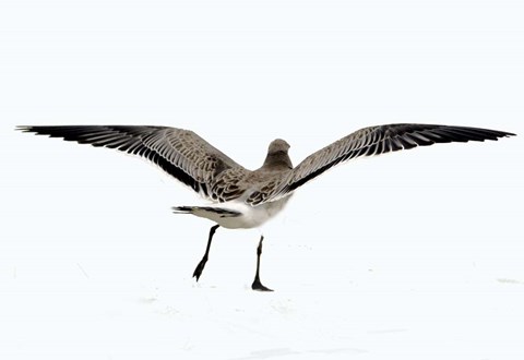 Framed Gull III Print