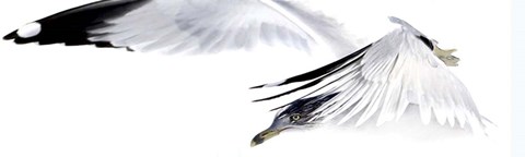 Framed Gull in Flight Print