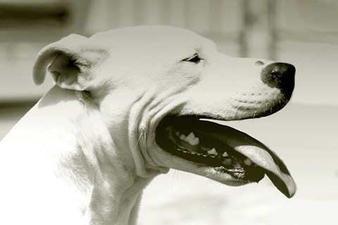 Framed Pretty Boy Print