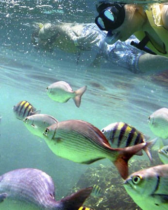 Framed Snorkeling Print