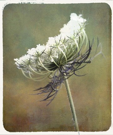 Framed Wild Bloom Print