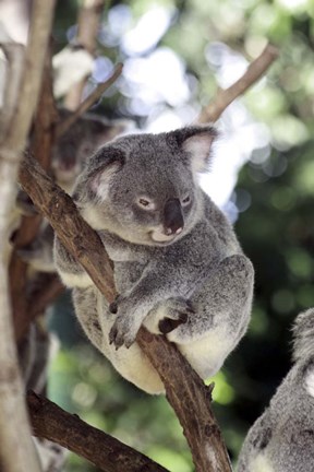 Framed Australia 4 Print