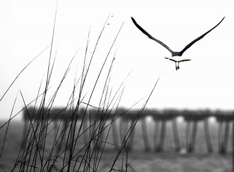 Framed Soaring Print