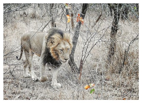 Framed Lion Print