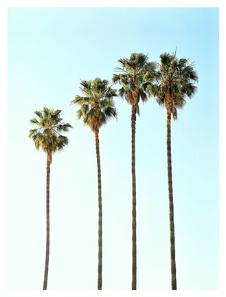 Framed Four Palm Trees Print
