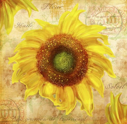 Framed Tuscan Flower 7 Print