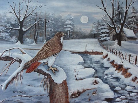 Framed Red Tailed Hawk Print