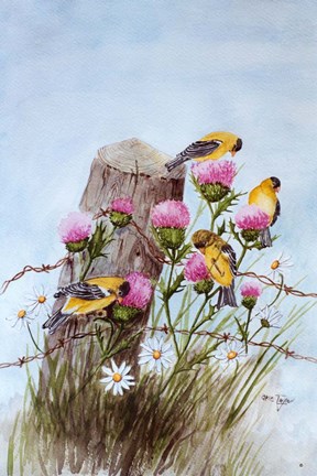 Framed American Goldfinch Print