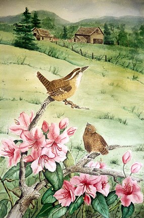 Framed Carolina Wren Print