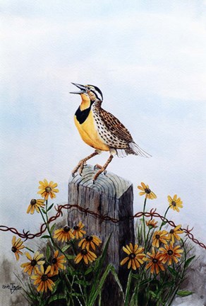 Framed Meadowlark 3 Print