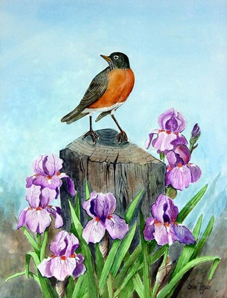 Framed Robin Print