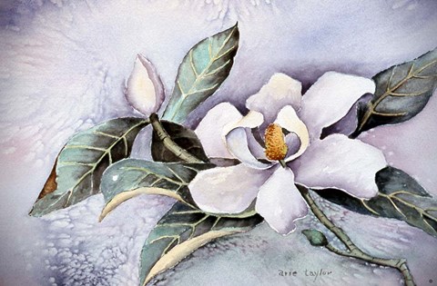 Framed Magnolia Blossom Print