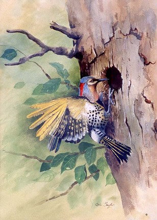 Framed Woodpecker Print