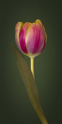 Framed Single Tulip Print