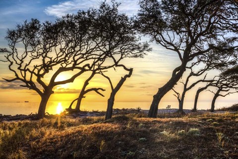 Framed Coastal Grove Print