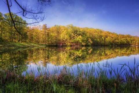 Framed In The Looking Glass Print