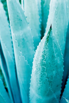 Framed Abstract Agava II Color Print