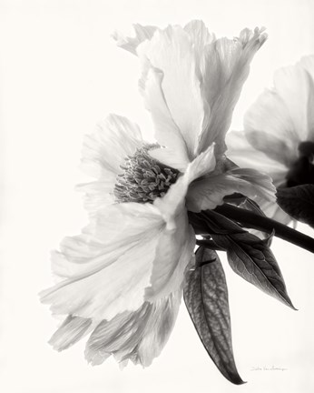 Framed Translucent Peony IV BW Print