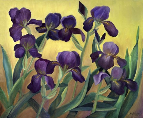 Framed Purple Bearded Iris Print