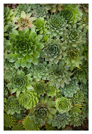 Framed Echeveria II Print