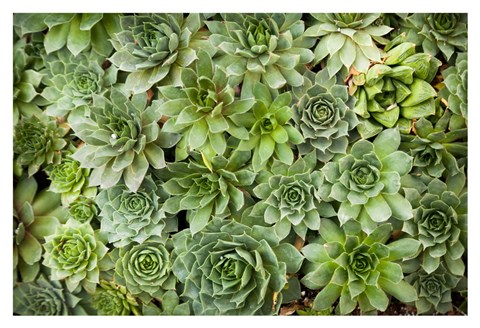 Framed Echeveria I Print