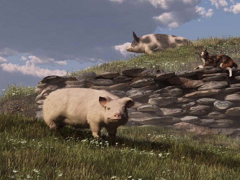 Framed Free Range Pigs Print