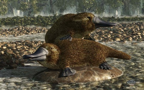 Framed Platypuses Print