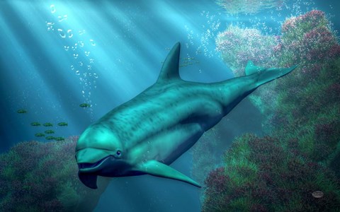 Framed Smiling Dolphin Print