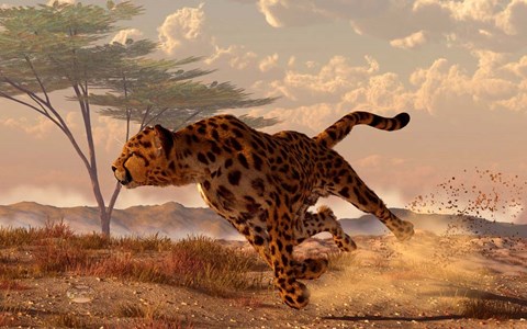 Framed Speeding Cheetah Print
