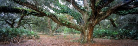 Framed Branching Out Print