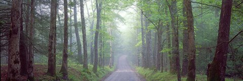 Framed Through the Forest Print