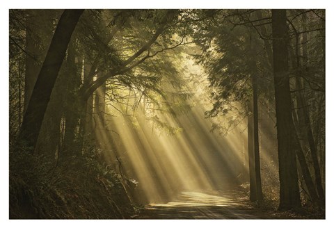 Framed L&#39;esprit du soleil Print