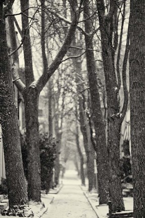 Framed Quince Street Print