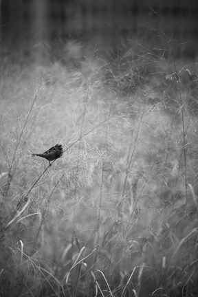 Framed Urban Meadow Print